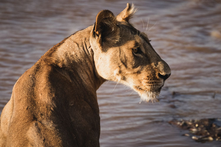 Animals in the wild - lioness drinking at the river - samburu national reserve, north kenya
