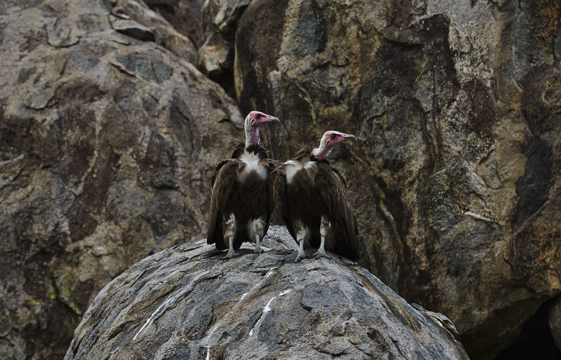 Low angle view of birds on rock formation
