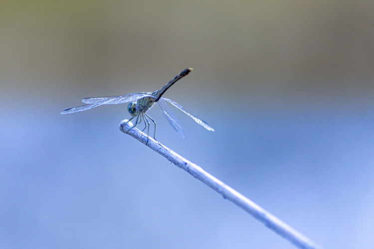 Low angle view of dragonfly