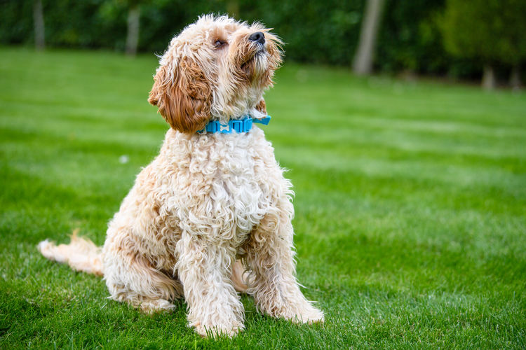 Dog running on field