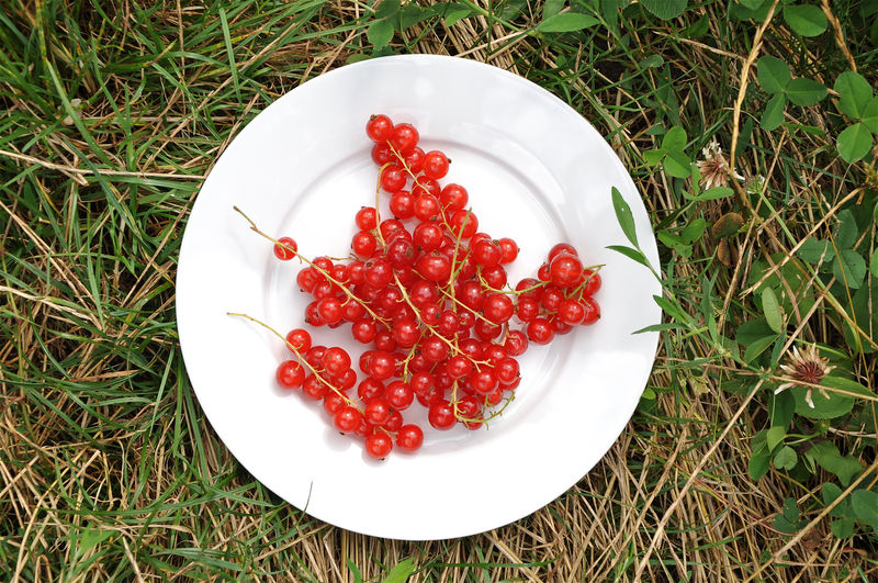 Directly above shot of red currants grassy field