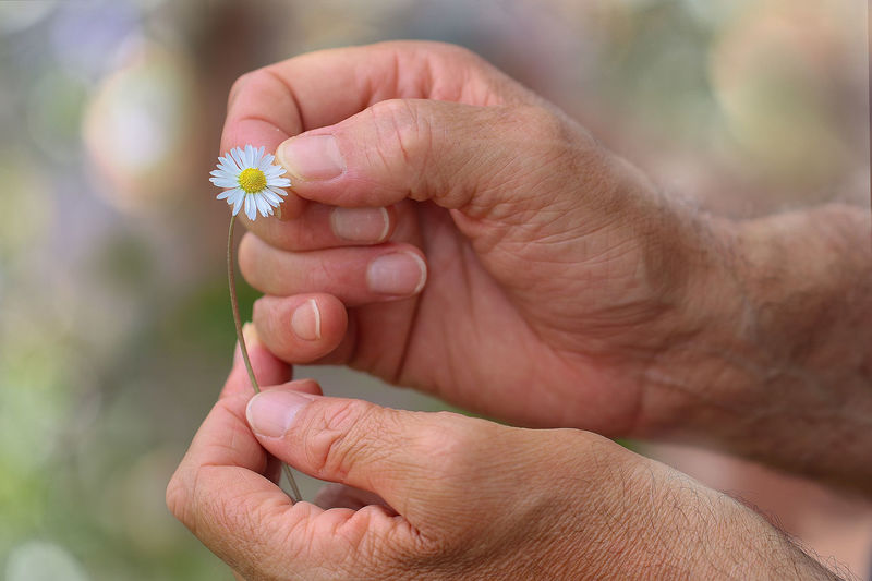 Cropped hands of ma n holding flower