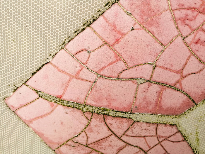 High angle view of pink cracked surface 