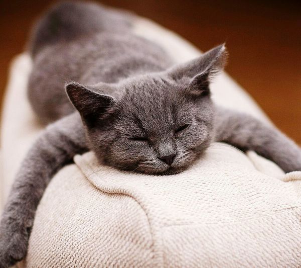 Close-up of russian blue cat resting on couch