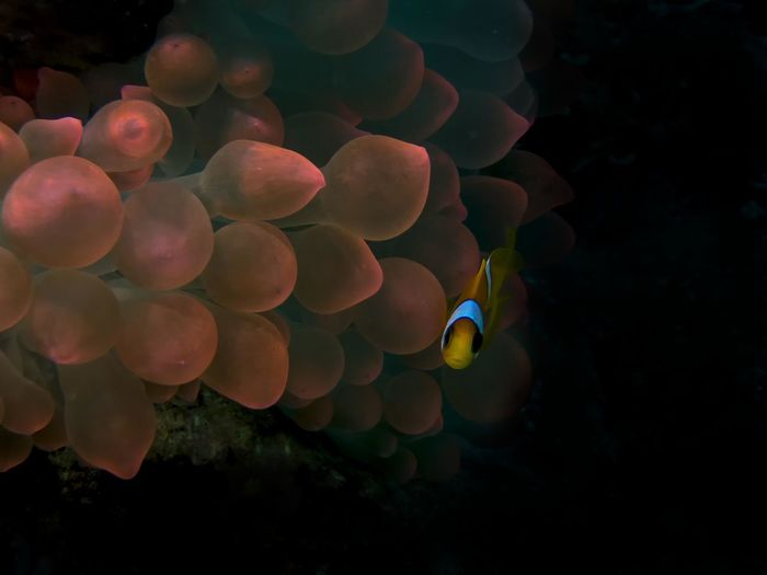 Red sea anemonefish 