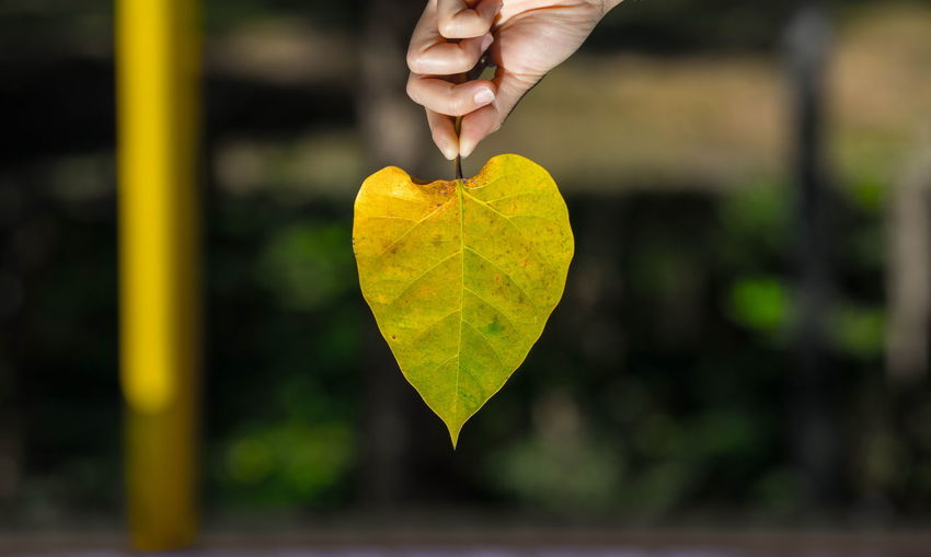 Close-up of hand holding heart shape leaf