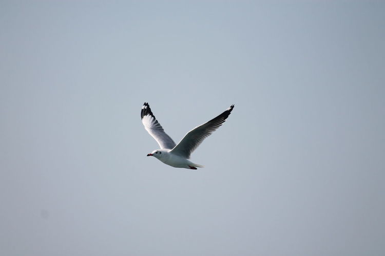 Low angle view of seagull in mid-air against clear sky