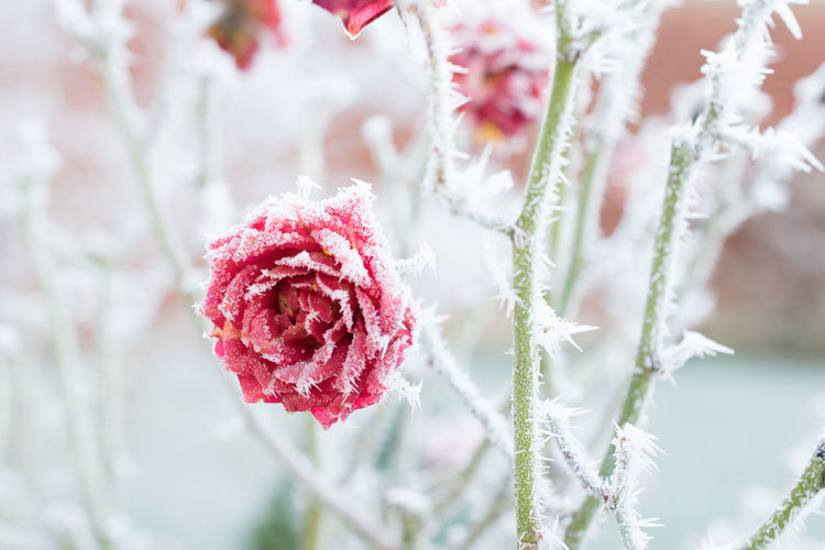 Close-up of red flowers blooming outdoors