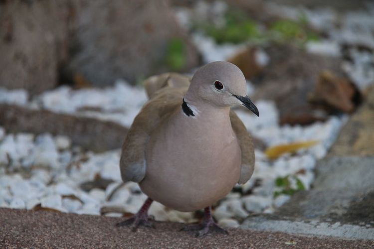Close-up of bird perching on retaining wall
