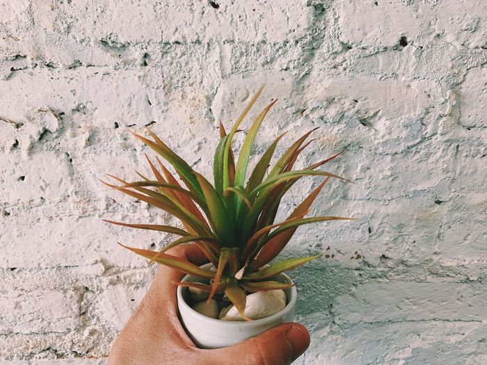 Cropped hand holding potted plant against wall