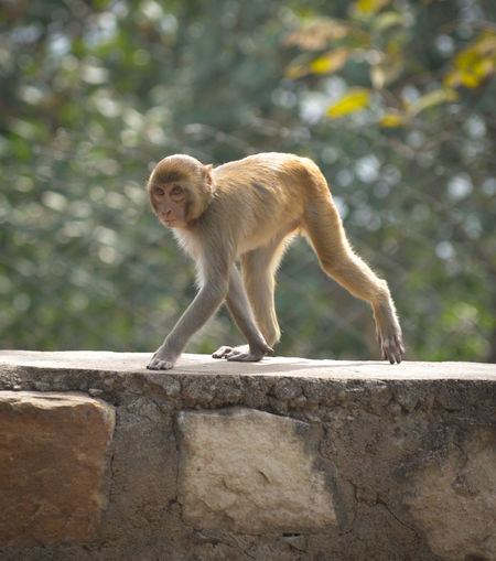 Funny looking monkey in a jungle of india