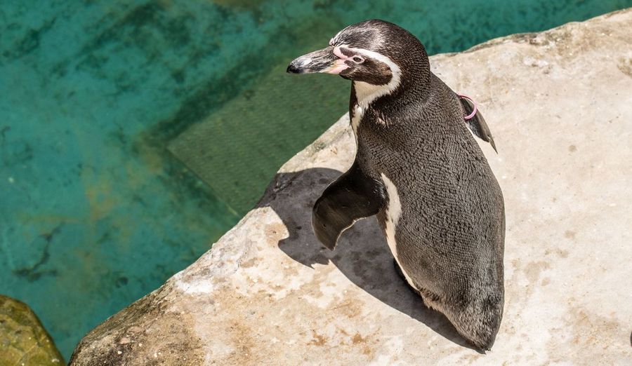 High angle view of penguin on rock