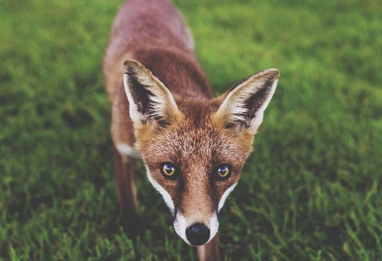 Close-up portrait of fox standing on field