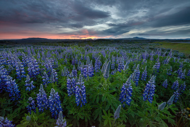 Purple flowering plants on field against sky during sunset