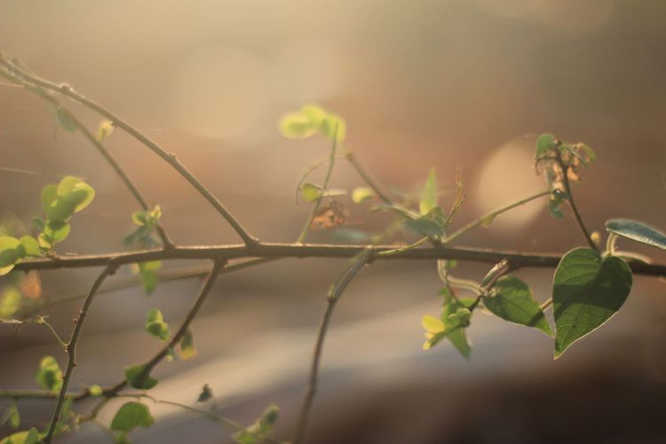 The leaf in the golden shining sun