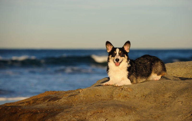 Portrait of dog sitting on beach against clear sky