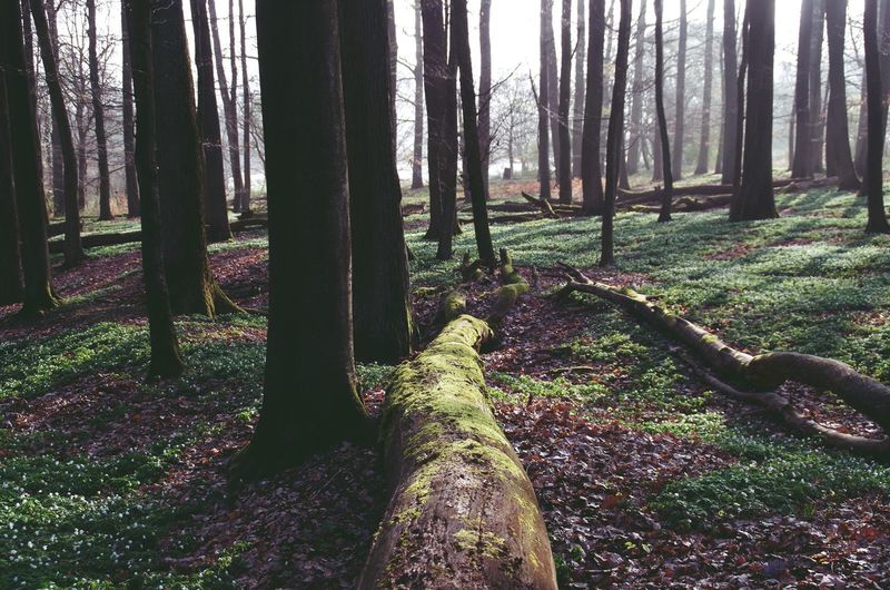 Trees in forest