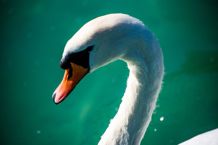 Close-up of swan swimming in water