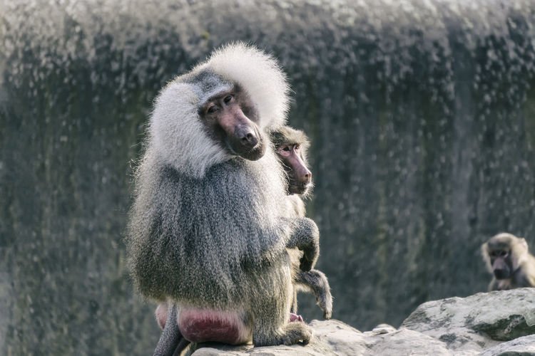 Portrait of baboons with infants on cliff