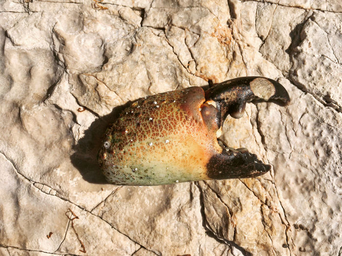 High angle view of fish on rock