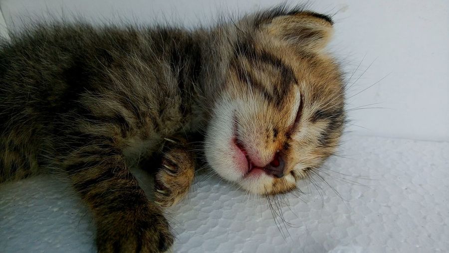 Close-up of kitten sleeping on polystyrene