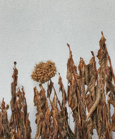 Close-up of dry plants against wall