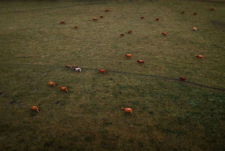 High angle view of crab on field