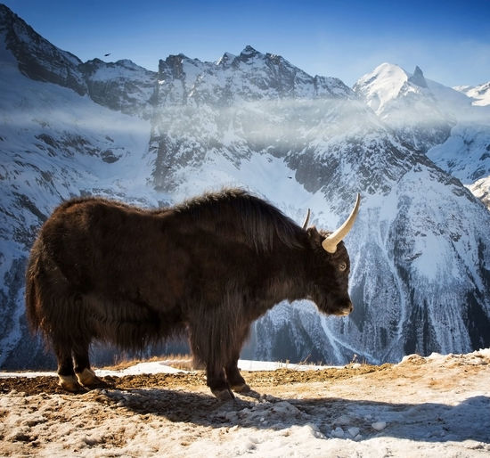 Horse standing on snow covered mountains