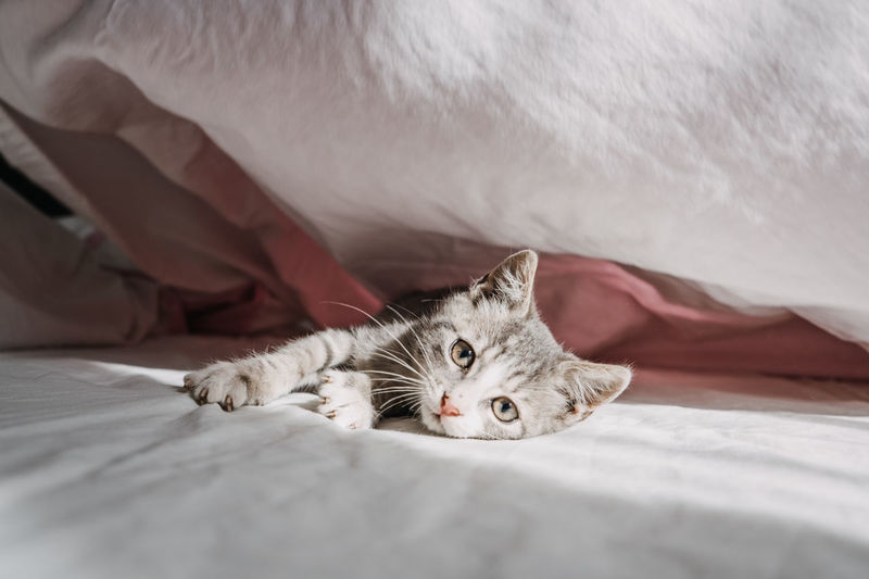 Cat adoption, adopt kitten from rescues and shelters. happy outbred homeless adopted grey kittens