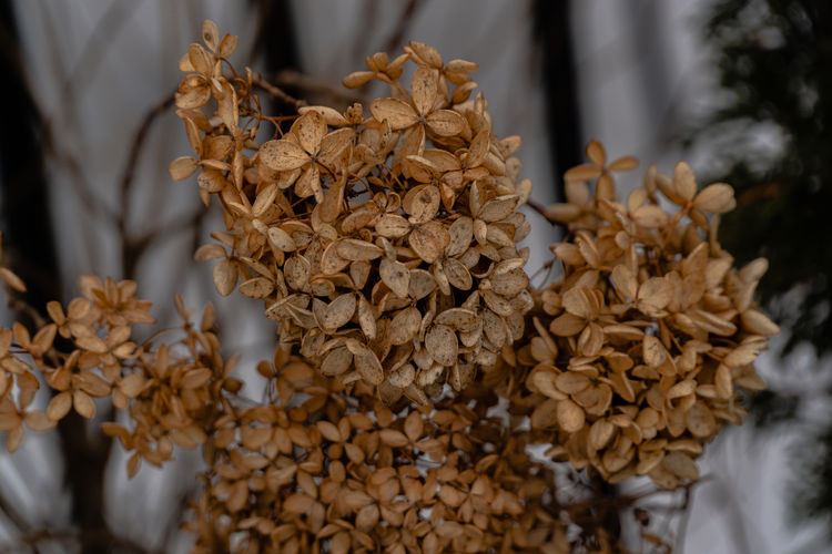 Close-up of dried mushrooms growing on tree