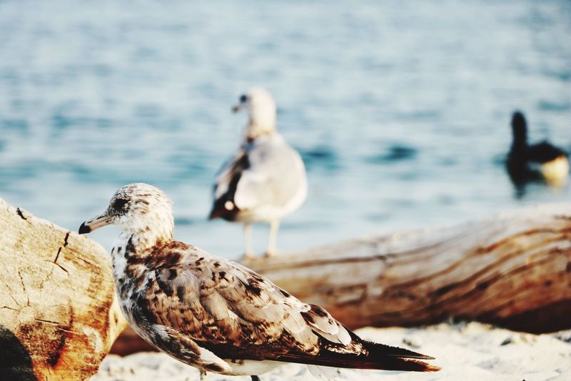 Close-up of seagull perching on beach