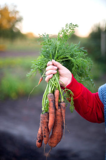 Midsection of woman holding plant
