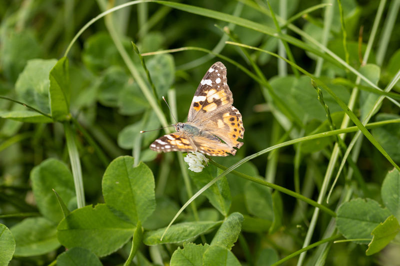 Close-up of butterfly pollinating flower