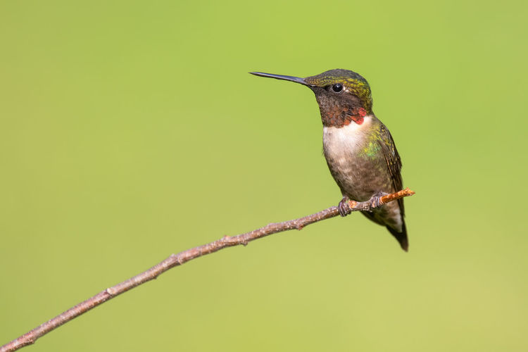 A male ruby-throated hummingbird perched