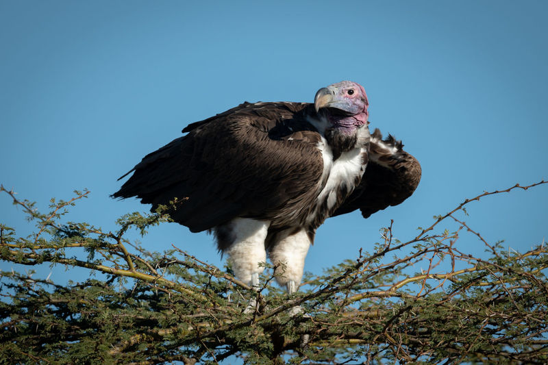 Lappet-faced vulture perching on tree against sky