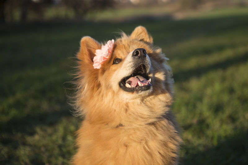 Portrait of a young eurasian dog with flower outdoors
