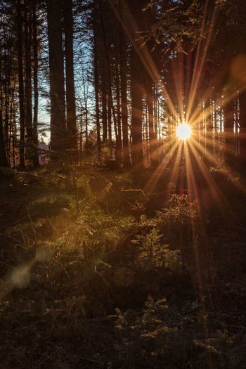 Sunlight streaming through trees in forest