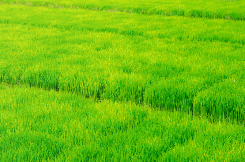 Full frame shot of grassy field