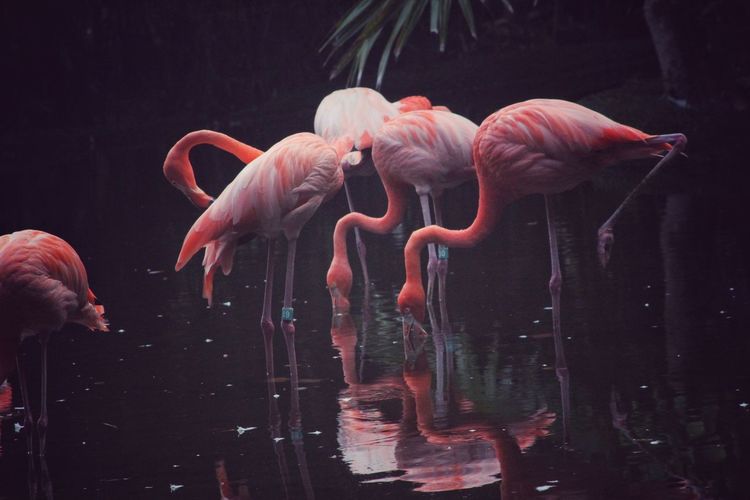 Flamingos foraging in lake