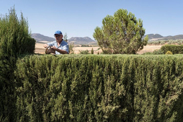 Concentrated elderly male farmer in casual clothes cap and eyeglasses cutting lush green thuja hedges with electric trimmer during work in countryside on sunny day