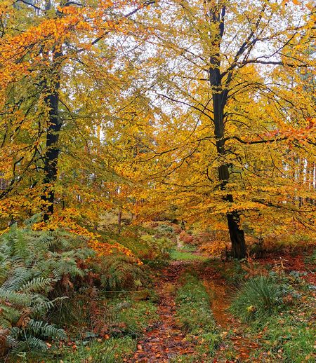 Trees and plants in forest during autumn