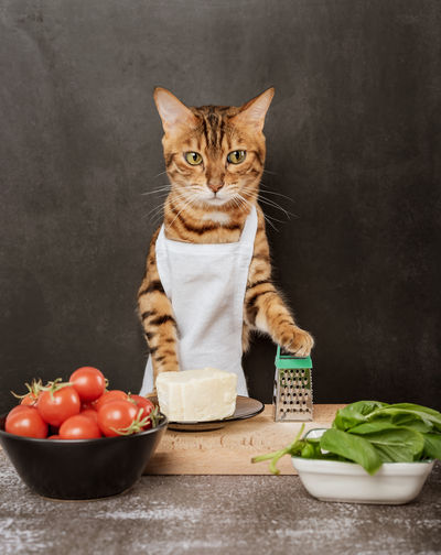 Bengal cat cook with a grater and cheese on a dark background.