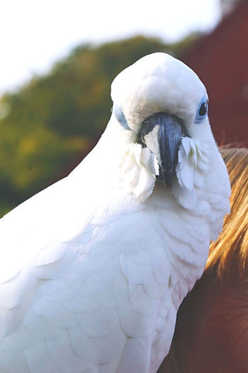 bird