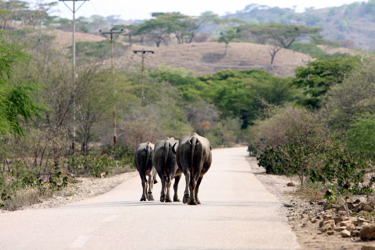 Rear view of water buffaloes walking on country road during sunny day
