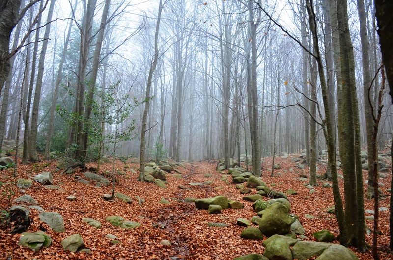 Trees in forest during autumn