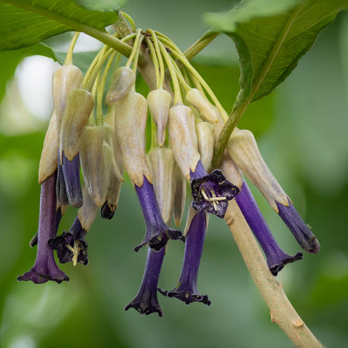 Close-up of purple flowering plant on branch