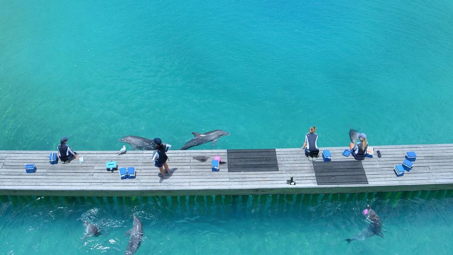 High angle view of people on pier over dolphins swimming in pool