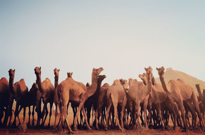 Camels standing at desert against clear sky