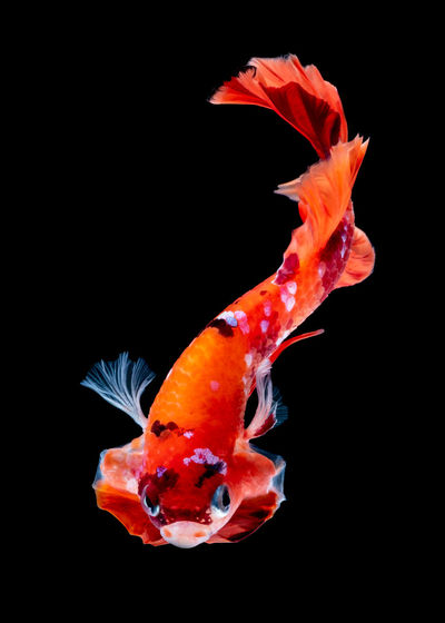 Close-up of orange fish underwater