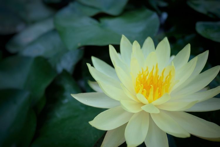 Beautiful lotus flower with green leaf in in pond